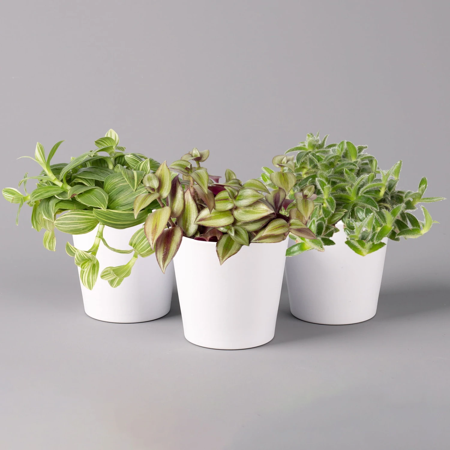 Dreimasterblume In Keramiktopf Weiß, Nach Verfügbarkeit, Topf-Ø 12 Cm, 3er-Set 3 Dreimasterblume In Keramiktopf Weiß, Nach Verfügbarkeit, Topf-Ø 12 Cm, 3er-Set