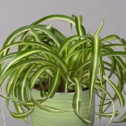 Grünlilie 'Bonnie' In Keramiktopf Bergamo Grün, Topf-Ø 12 Cm, Höhe Ca. 28 Cm -LECHUZA || Wagner Verkaufsgeschäft 0220108407 Chloroph Bonnie in Uebertopf Bergamo gruen 2