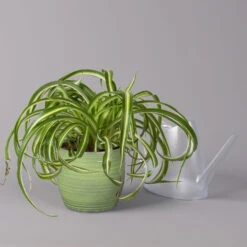 Grünlilie 'Bonnie' In Keramiktopf Bergamo Grün, Topf-Ø 12 Cm, Höhe Ca. 28 Cm -LECHUZA || Wagner Verkaufsgeschäft 0220108407 Chloroph Bonnie in Uebertopf Bergamo gruen 3