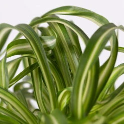 Grünlilie 'Bonnie' In Keramiktopf Bergamo Grün, Topf-Ø 12 Cm, Höhe Ca. 28 Cm -LECHUZA || Wagner Verkaufsgeschäft 0220108407 Chloroph Bonnie in Uebertopf Bergamo gruen 4