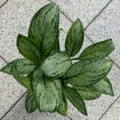 Aglaonema 'Maria Christina', Mit Übertopf Dallas Weiß, Topf-Ø 12 Cm -LECHUZA || Wagner Verkaufsgeschäft 0220108453 T12 0220108599 Aglaonema Maria Christina Dallas weiss 14cm 2 125635