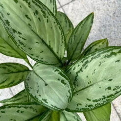 Aglaonema 'Maria Christina', Mit Übertopf Dallas Weiß, Topf-Ø 12 Cm -LECHUZA || Wagner Verkaufsgeschäft 0220108453 T12 0220108599 Aglaonema Maria Christina Dallas weiss 14cm 3 125637