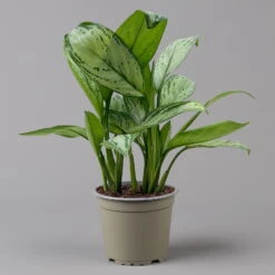 Aglaonema 'Maria Christina', Mit Übertopf Dallas Weiß, Topf-Ø 12 Cm -LECHUZA || Wagner Verkaufsgeschäft 0220108453 T12 0220108599 Aglaonema Maria Christina Dallas weiss 14cm f 126168