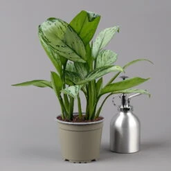 Aglaonema 'Maria Christina', Mit Übertopf Dallas Weiß, Topf-Ø 12 Cm -LECHUZA || Wagner Verkaufsgeschäft 0220108453 T12 0220108599 Aglaonema Maria Christina Dallas weiss 14cm t 126167