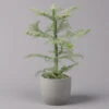 Zimmertanne, Beschneit, Topf-Ø 14 Cm, Höhe Ca. 45 Cm -LECHUZA || Wagner Verkaufsgeschäft 0220108508 Araucaria heterophylla beschneit T14cm H45cm 116550