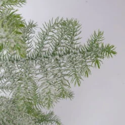 Zimmertanne, Beschneit, Topf-Ø 14 Cm, Höhe Ca. 45 Cm -LECHUZA || Wagner Verkaufsgeschäft 0220108508 Araucaria heterophylla beschneit T14cm H45cm 2 116328