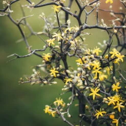 Zickzackstrauch Gefärbt Mit Glitzer, Lila, Topf-Ø 13 Cm, 2er-Set -LECHUZA || Wagner Verkaufsgeschäft 0220108510 0220108511 0220108515 0220108516 0220108517 0220108518 0220108519 0220108520 Corokia 1 116837