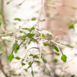 Zickzackstrauch Gefärbt Mit Glitzer, Lila, Topf-Ø 13 Cm, 2er-Set -LECHUZA || Wagner Verkaufsgeschäft 0220108510 0220108511 0220108515 0220108516 0220108517 0220108518 0220108519 0220108520 Corokia 2 116838