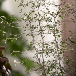 Zickzackstrauch Gefärbt Mit Glitzer, Lila, Topf-Ø 13 Cm, 2er-Set -LECHUZA || Wagner Verkaufsgeschäft 0220108510 0220108511 0220108515 0220108516 0220108517 0220108518 0220108519 0220108520 Corokia 3 116836