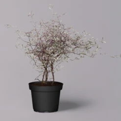 Zickzackstrauch Gefärbt Mit Glitzer, Lila, Topf-Ø 13 Cm, 2er-Set -LECHUZA || Wagner Verkaufsgeschäft 0220108520 Corokia lila geglitzert 6 119867