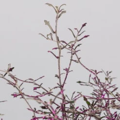 Zickzackstrauch Gefärbt Mit Glitzer, Lila, Topf-Ø 13 Cm, 2er-Set -LECHUZA || Wagner Verkaufsgeschäft 0220108520 Corokia lila geglitzert detail 2 117164