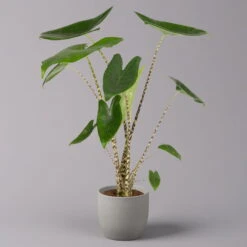 Alocasia 'Zebrina', Topf-Ø 14 Cm, Höhe Ca. 45 Cm -LECHUZA || Wagner Verkaufsgeschäft 0220110073 Alocasia Zebrina 12