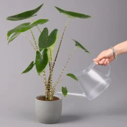 Alocasia 'Zebrina', Topf-Ø 14 Cm, Höhe Ca. 45 Cm -LECHUZA || Wagner Verkaufsgeschäft 0220110073 Alocasia Zebrina 13