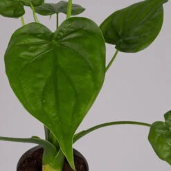 Alocasia 'Cucullata', Topf-Ø 17 Cm, Höhe Ca. 65 Cm -LECHUZA || Wagner Verkaufsgeschäft 0220110083 Alocasia Cucullata 1