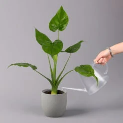 Alocasia 'Cucullata', Topf-Ø 17 Cm, Höhe Ca. 65 Cm