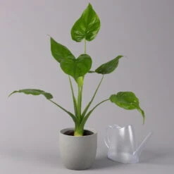 Alocasia 'Cucullata', Topf-Ø 17 Cm, Höhe Ca. 65 Cm -LECHUZA || Wagner Verkaufsgeschäft 0220110083 Alocasia Cucullata 22