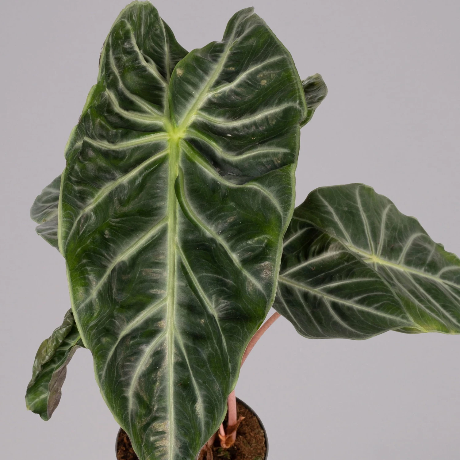 Alocasia Baginda 'Pink Dragon', Topf-Ø 17 Cm, Höhe Ca. 65 Cm 6 Alocasia Baginda 'Pink Dragon', Topf-Ø 17 Cm, Höhe Ca. 65 Cm – Bild 4