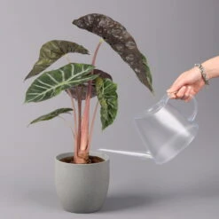 Alocasia Baginda 'Pink Dragon', Topf-Ø 17 Cm, Höhe Ca. 65 Cm 10 Alocasia Baginda 'Pink Dragon', Topf-Ø 17 Cm, Höhe Ca. 65 Cm -LECHUZA || Wagner Verkaufsgeschäft 0220110089 Alocasia Pink Dragon 31