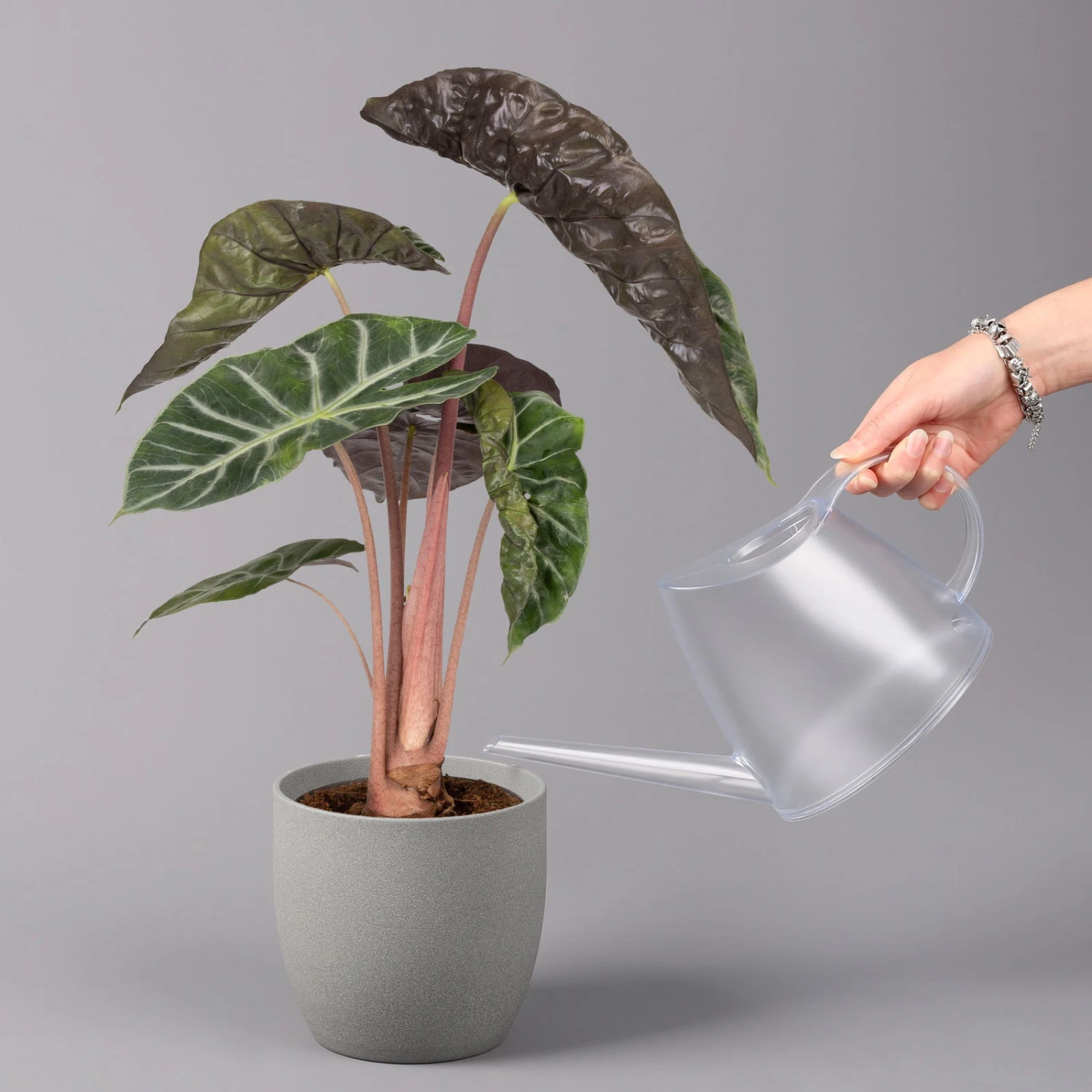 Alocasia Baginda 'Pink Dragon', Topf-Ø 17 Cm, Höhe Ca. 65 Cm 5 Alocasia Baginda 'Pink Dragon', Topf-Ø 17 Cm, Höhe Ca. 65 Cm – Bild 3