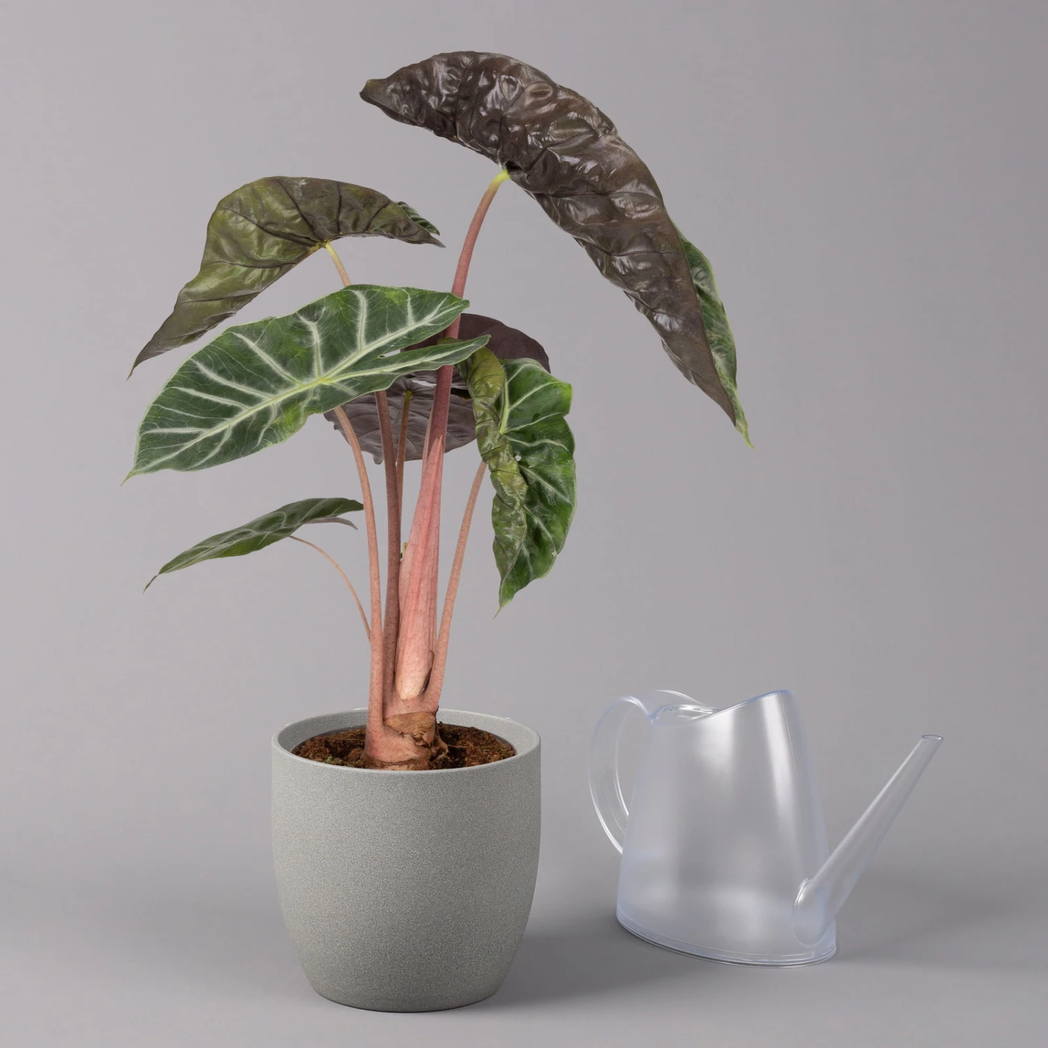 Alocasia Baginda 'Pink Dragon', Topf-Ø 17 Cm, Höhe Ca. 65 Cm 3 Alocasia Baginda 'Pink Dragon', Topf-Ø 17 Cm, Höhe Ca. 65 Cm