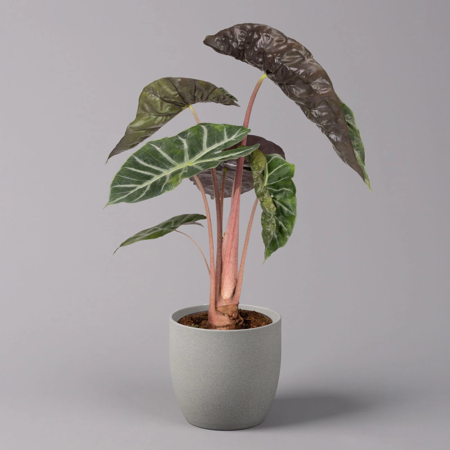 Alocasia Baginda 'Pink Dragon', Topf-Ø 17 Cm, Höhe Ca. 65 Cm 4 Alocasia Baginda 'Pink Dragon', Topf-Ø 17 Cm, Höhe Ca. 65 Cm – Bild 2