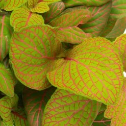 Grünpflanzen Trend-Mix Für Sonnig/halbschattige Standorte, Topf 12 Cm Ø 28 Grünpflanzen Trend-Mix Für Sonnig/halbschattige Standorte, Topf 12 Cm Ø -LECHUZA || Wagner Verkaufsgeschäft 0220150063 3 1