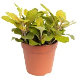 Grünpflanzen Trend-Mix Für Sonnig/halbschattige Standorte, Topf 12 Cm Ø 27 Grünpflanzen Trend-Mix Für Sonnig/halbschattige Standorte, Topf 12 Cm Ø -LECHUZA || Wagner Verkaufsgeschäft 0220150063 4