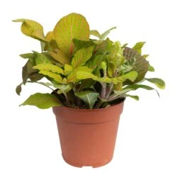 Grünpflanzen Trend-Mix Für Sonnig/halbschattige Standorte, Topf 12 Cm Ø 26 Grünpflanzen Trend-Mix Für Sonnig/halbschattige Standorte, Topf 12 Cm Ø -LECHUZA || Wagner Verkaufsgeschäft 0220150063 5