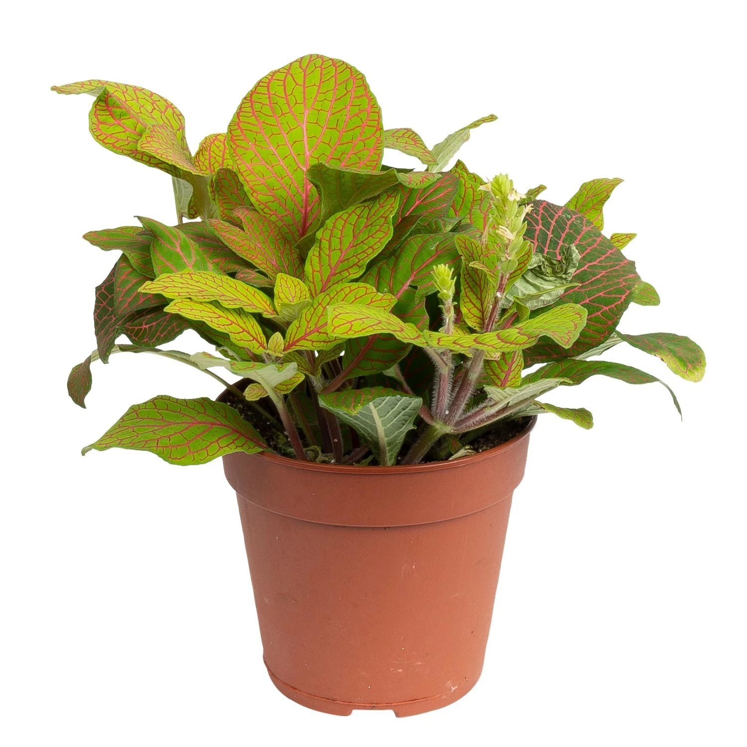 Grünpflanzen Trend-Mix Für Sonnig/halbschattige Standorte, Topf 12 Cm Ø 12 Grünpflanzen Trend-Mix Für Sonnig/halbschattige Standorte, Topf 12 Cm Ø – Bild 10