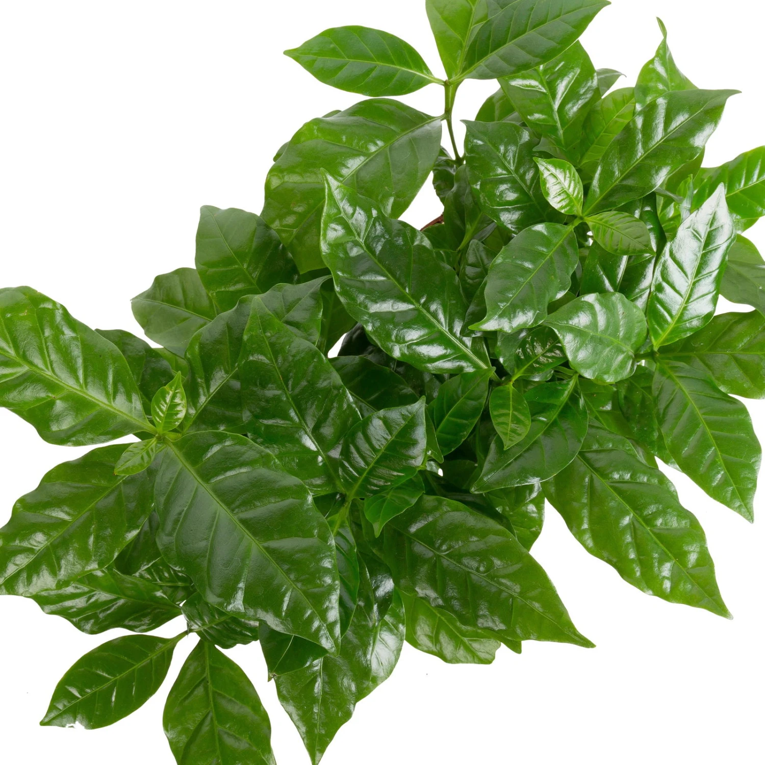 Grünpflanzen Trend-Mix Für Sonnig/halbschattige Standorte, Topf 12 Cm Ø 7 Grünpflanzen Trend-Mix Für Sonnig/halbschattige Standorte, Topf 12 Cm Ø – Bild 5