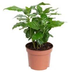 Grünpflanzen Trend-Mix Für Sonnig/halbschattige Standorte, Topf 12 Cm Ø 18 Grünpflanzen Trend-Mix Für Sonnig/halbschattige Standorte, Topf 12 Cm Ø -LECHUZA || Wagner Verkaufsgeschäft 0220150064 1 1