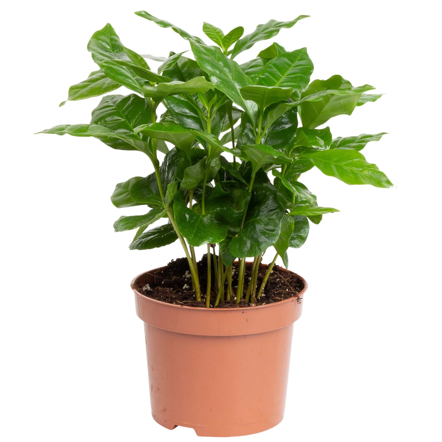 Grünpflanzen Trend-Mix Für Sonnig/halbschattige Standorte, Topf 12 Cm Ø 5 Grünpflanzen Trend-Mix Für Sonnig/halbschattige Standorte, Topf 12 Cm Ø – Bild 3