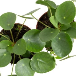 Grünpflanzen Trend-Mix Für Sonnig/halbschattige Standorte, Topf 12 Cm Ø 25 Grünpflanzen Trend-Mix Für Sonnig/halbschattige Standorte, Topf 12 Cm Ø -LECHUZA || Wagner Verkaufsgeschäft 0220150064 6