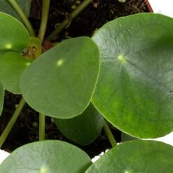 Grünpflanzen Trend-Mix Für Sonnig/halbschattige Standorte, Topf 12 Cm Ø 24 Grünpflanzen Trend-Mix Für Sonnig/halbschattige Standorte, Topf 12 Cm Ø -LECHUZA || Wagner Verkaufsgeschäft 0220150064 6 1