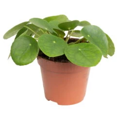 Grünpflanzen Trend-Mix Für Sonnig/halbschattige Standorte, Topf 12 Cm Ø 22 Grünpflanzen Trend-Mix Für Sonnig/halbschattige Standorte, Topf 12 Cm Ø -LECHUZA || Wagner Verkaufsgeschäft 0220150064 7