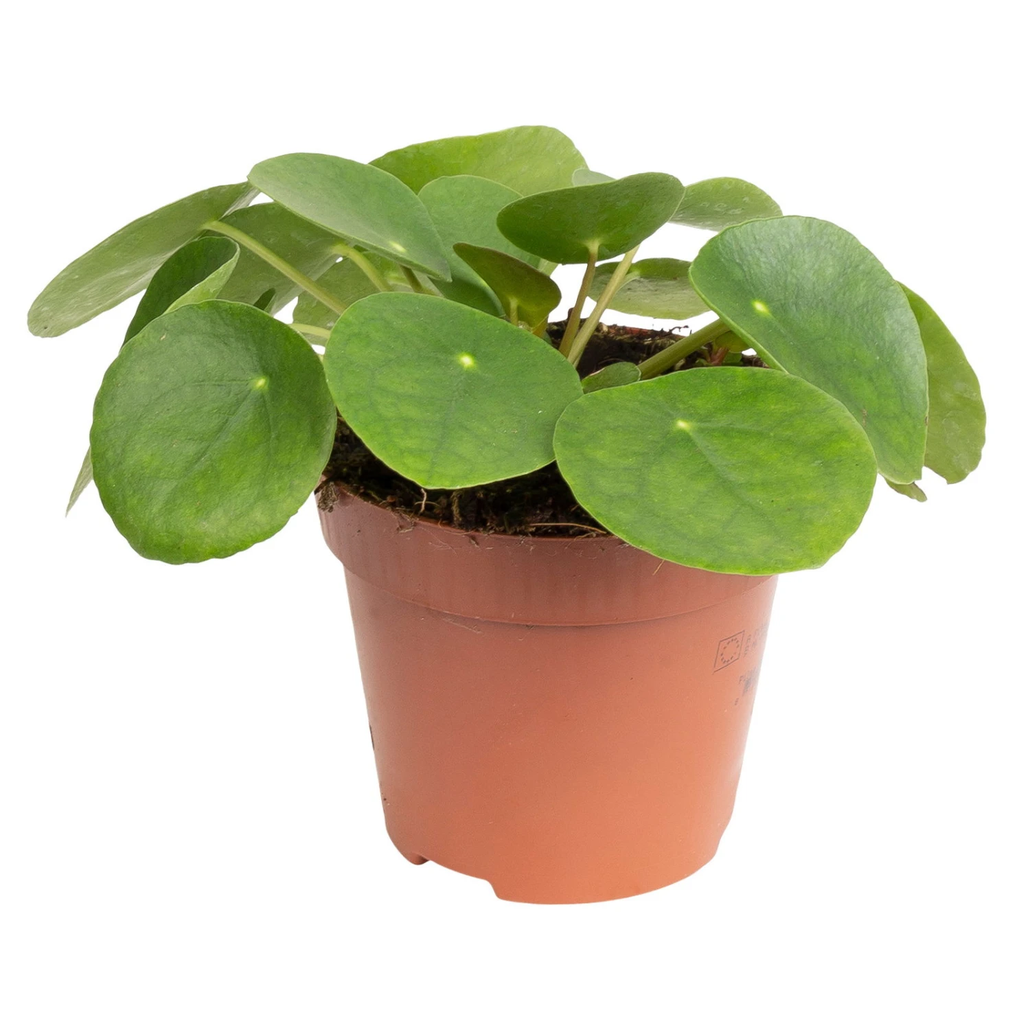 Grünpflanzen Trend-Mix Für Sonnig/halbschattige Standorte, Topf 12 Cm Ø 8 Grünpflanzen Trend-Mix Für Sonnig/halbschattige Standorte, Topf 12 Cm Ø – Bild 6