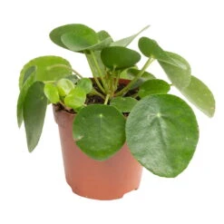 Grünpflanzen Trend-Mix Für Sonnig/halbschattige Standorte, Topf 12 Cm Ø 23 Grünpflanzen Trend-Mix Für Sonnig/halbschattige Standorte, Topf 12 Cm Ø -LECHUZA || Wagner Verkaufsgeschäft 0220150064 8