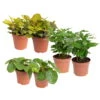 Grünpflanzen Trend-Mix Für Sonnig/halbschattige Standorte, Topf 12 Cm Ø 2 Grünpflanzen Trend-Mix Für Sonnig/halbschattige Standorte, Topf 12 Cm Ø -LECHUZA || Wagner Verkaufsgeschäft 0220150066 Trend Mix4 6er Set