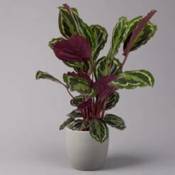 Calathea 'Medallion', Topf-Ø 19 Cm, Höhe Ca. 85 Cm