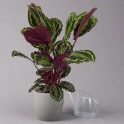 Calathea 'Medallion', Topf-Ø 19 Cm, Höhe Ca. 85 Cm -LECHUZA || Wagner Verkaufsgeschäft 0220160008 Calathea Medaillon 19cm 3 109549