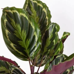 Calathea 'Medallion', Topf-Ø 19 Cm, Höhe Ca. 85 Cm -LECHUZA || Wagner Verkaufsgeschäft 0220160008 Calathea Medaillon 19cm 4 109550