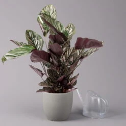 Calathea Ornata, Topf-Ø 19 Cm, Höhe Ca. 65-85 Cm -LECHUZA || Wagner Verkaufsgeschäft 0220160024 Calathea ornata Sandriana 3 109167