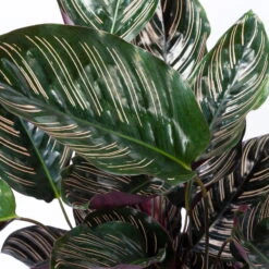 Calathea Ornata, Topf-Ø 19 Cm, Höhe Ca. 65-85 Cm -LECHUZA || Wagner Verkaufsgeschäft 0220160024 Calathea ornata Sandriana 4 109168