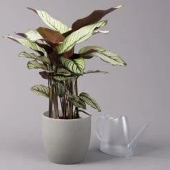Calathea Majestica 'Whitestar', Topf-Ø 19 Cm, Höhe Ca. 60-80 Cm -LECHUZA || Wagner Verkaufsgeschäft 0220160078 Calathea majestica Whitestar 3