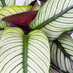 Calathea Majestica 'Whitestar', Topf-Ø 19 Cm, Höhe Ca. 60-80 Cm -LECHUZA || Wagner Verkaufsgeschäft 0220160078 Calathea majestica Whitestar 4