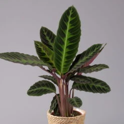 Calathea Warscewiczii Mit Dekokorb Osaka, Topf-Ø 19 Cm. Höhe Ca. 70 Cm -LECHUZA || Wagner Verkaufsgeschäft 0220160141 Calathea warsc mit Dekokorb Osaka 2
