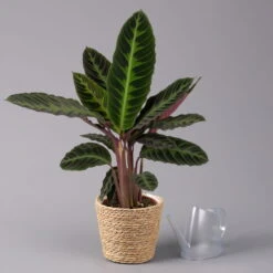 Calathea Warscewiczii Mit Dekokorb Osaka, Topf-Ø 19 Cm. Höhe Ca. 70 Cm -LECHUZA || Wagner Verkaufsgeschäft 0220160141 Calathea warsc mit Dekokorb Osaka 3