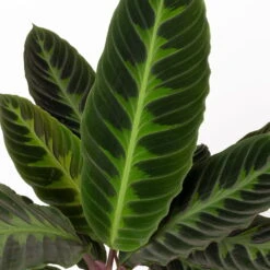 Calathea Warscewiczii Mit Dekokorb Osaka, Topf-Ø 19 Cm. Höhe Ca. 70 Cm -LECHUZA || Wagner Verkaufsgeschäft 0220160141 Calathea warsc mit Dekokorb Osaka 4