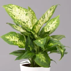 Dieffenbachie 'Compacta' Mit Keramiktopf Dallas Weiß, Topf-Ø12cm, Höhe Ca. 25 Cm -LECHUZA || Wagner Verkaufsgeschäft 0220170084 Dieffenbachia Compacta mit Topf Dallas weiss 2
