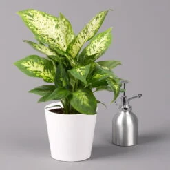 Dieffenbachie 'Compacta' Mit Keramiktopf Dallas Weiß, Topf-Ø12cm, Höhe Ca. 25 Cm -LECHUZA || Wagner Verkaufsgeschäft 0220170084 Dieffenbachia Compacta mit Topf Dallas weiss 3